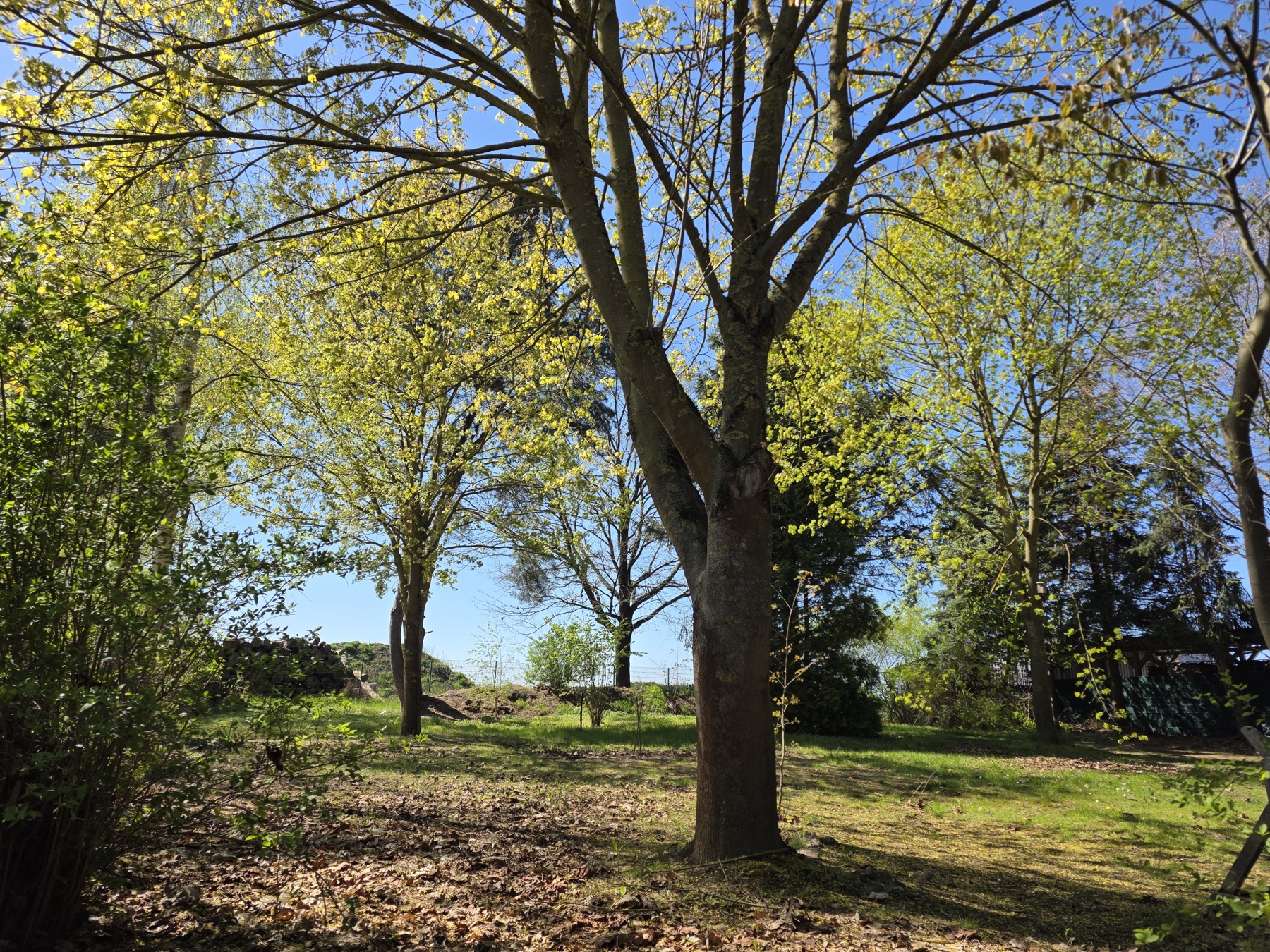 Grundstueck und Wald am Haus Schnega, Ansicht 1